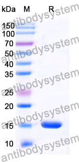 [Antibodysystem] Anti-Human SERPINE1/PAI-1 Nanobody (SAA0793)