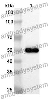 [Antibodysystem] Anti-Human APOE Polyclonal Antibody