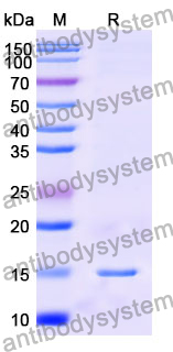 [Antibodysystem] Anti-Human CFTR Nanobody (SAA0794)