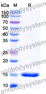 [Antivodysystem] Anti-Human APOE Nanobody (SAA1224)