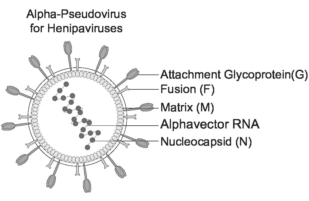 [Virongy] Nipah Pseudoviral Neutralization Assay Kit