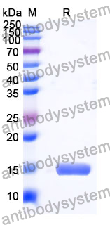 [Antibodysystem] Anti-Human MC4R Nanobody (SAA0796)