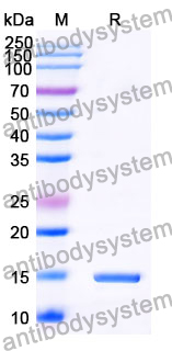 [Antibodysystem] Anti-Human PTH1R Nanobody (SAA0797)