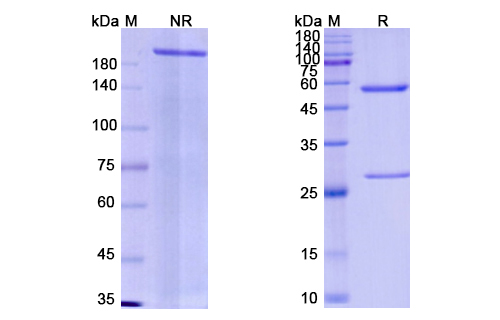 [Proteogenix] Emapalumab Biosimilar – Anti-IFNG mAb – Research Grade