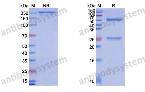 [Antibodysystem] Research Grade Anti-Human ASGR1 (AMG 529)