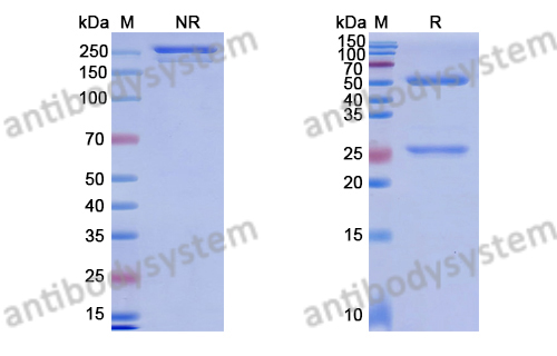 [Antibodysystem] Research Grade Anti-Human ASGR1 (SBT8230)