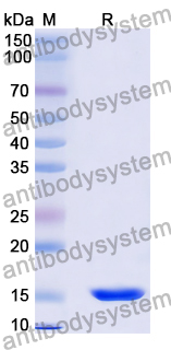 [Antibodysystem] Anti-Human CDH17/Cadherin-17 Nanobody (SAA0804)