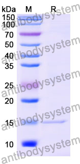 [Antibodysystem] Anti-Mouse CD282/TLR2 Nanobody (SAA0821)