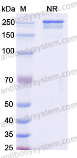 [Antibodysystem] Anti-DOTA (metal-bound) Antibody (2D12.5)