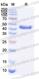 [Antibodysystem] Anti-pan-Aflatoxin Antibody (SAA0544)