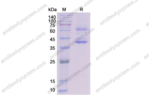 [Antibodysystem] Recombinant Dog NGF/Beta-NGF Protein, C-Fc