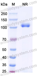 [Antibodysystem] Research Grade Anti-Human CD120a/TNFRSF1A/TNFR1 (GSK 2862277)