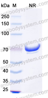 [Antibodysystem] Research Grade Anti-Human CD262/TNFRSF10B/DR5 Antibody (TAS266)