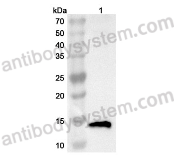 [Antibodysystem] Anti-TFF1 Polyclonal Antibody