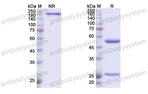 [Antibodysystem] Research Grade Sotigalimab