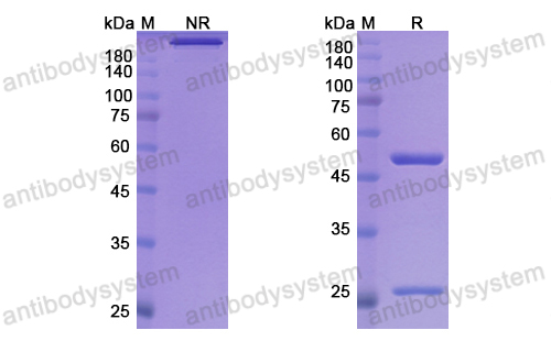 [Antibodysystem] Research Grade Fontolizumab