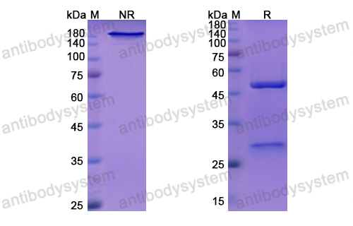 [Antibodysystem] Research Grade Nerelimomab