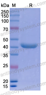 [Antibodysystem] Research Grade Ozoralizumab