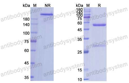 [Antibodysystem] Research Grade Fresolimumab