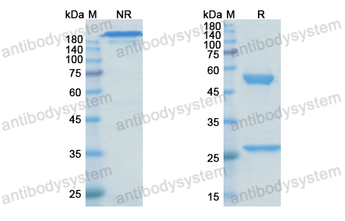 [Anntibodysystem] Research Grade Metelimumab