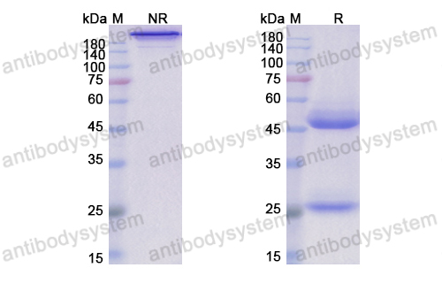 [Antibodysystem] Research Grade Lerdelimumab