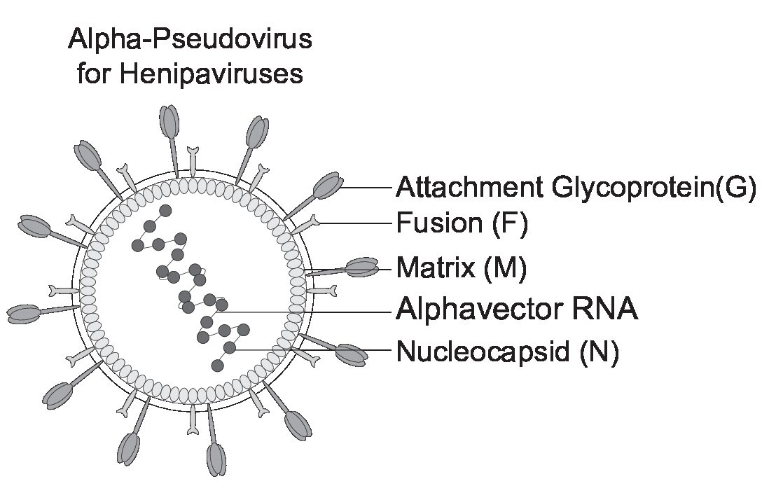 [Virongy] Rapid Alpha-Pseudoviruses for Henipavirus