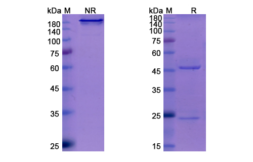 [Proteogenix] Sotrovimab Biosimilar – Anti-Spike glycoprotein mAb – Research Grade