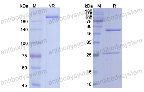 [Antibodysystem] Research Grade Runimotamab