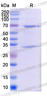 [Antibodysystem] Research Grade Obrindatamab