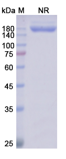 [Proteogenix] Glofitamab Biosimilar – Anti-CD3E, MS4A1 mAb – Research Grade