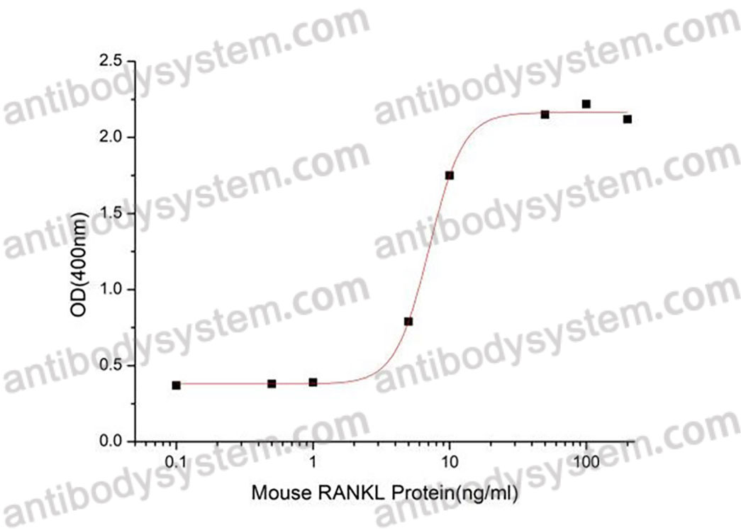 [Antibodysystem] Recombinant Mouse CD254/RANKL/TNFSF11 Protein, N-hFc (Active)