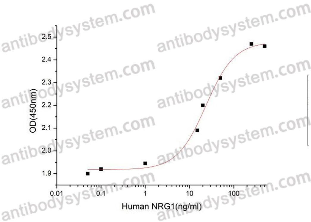 [Antibodysystem] Recombinant Human NRG1/Neuregulin-1 Protein, No tag (Active)
