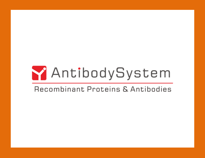 [Antibodysystem] Human Papillomavirus (HPV) 제품 리스트