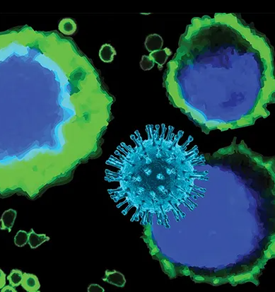 [Virongy] HIV Rev-­dependent Reporter Cells
