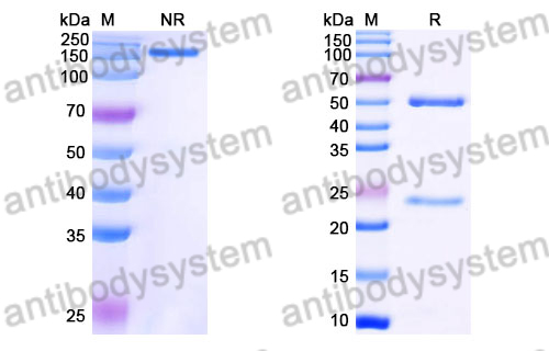 [Antibodysystem] Mouse IgG2b, kappa Isotype Control Antibody (MPC-11)