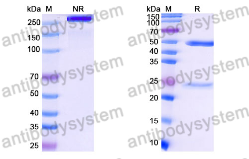 [Antibodysystem] Mouse IgG2a, kappa Isotype Control Antibody (MOPC-173)