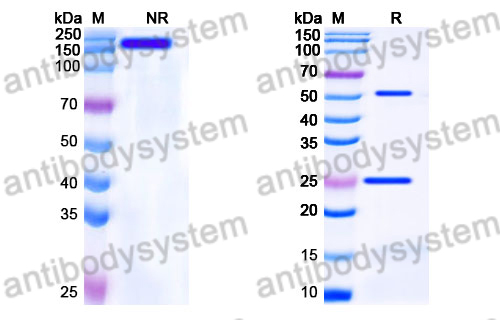 [Antibodysystem] Human IgG1 fut Isotype Control Antibody (13R4)
