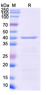 [Proteogenix] Recombinant Monkeypox virus/MPXV C19L Protein, N-His