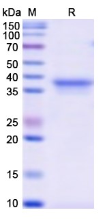 [Proteogenix] Recombinant Monkeypox virus/MPXV B6R/SL-159 Protein