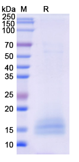 [Proteogenix] Recombinant Monkeypox virus/MPXV A35R Protein