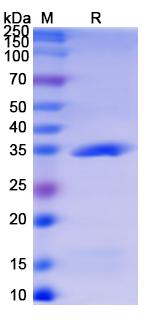 [Proteogenix] Recombinant Monkeypox virus/MPXV A27L Protein