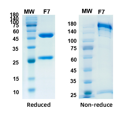 [Proteogenix] CoV-S[679-833]