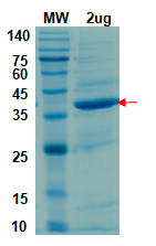 [Proteogenix] Peptidase C16 domain of PL-Pro (746-1064); nsp3