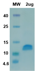 [Proteogenix] CoV-S [819-919]
