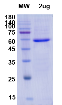 [Proteogenix] RdRp catalytic domain of RNA-directed RNA polymerase