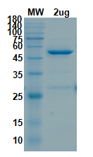 [Proteogenix] 2′-O-methyltransferase