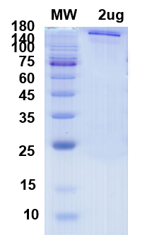 [Proteogenix] SARS-CoV-2 Spike full length, G614
