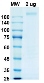 [Proteogenix] SARS-CoV-2 Spike full length (trimer form), D614