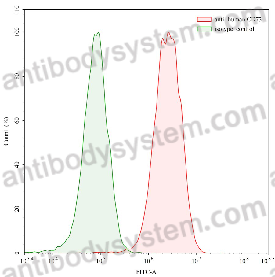 [Antibodysystem] Anti-Human CD73/NT5E Antibody (SAA0033)
