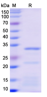 [Proteogenix] Recombinant Monkeypox virus/MPXV A14L Protein